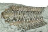 Bargain, Prone Flexicalymene Trilobite Fossil - Indiana #289962-1